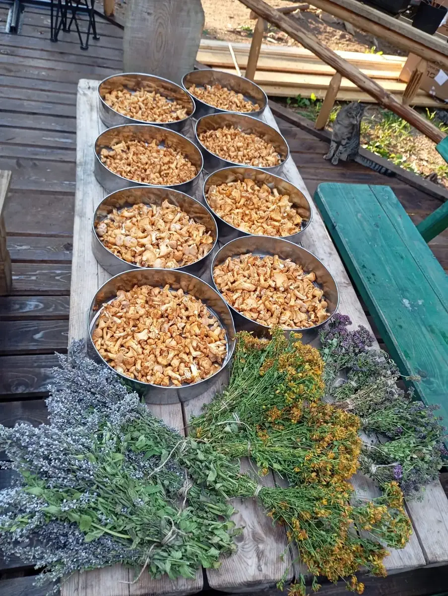 Bowls of chanterelles and bundles of wild herbs on a table