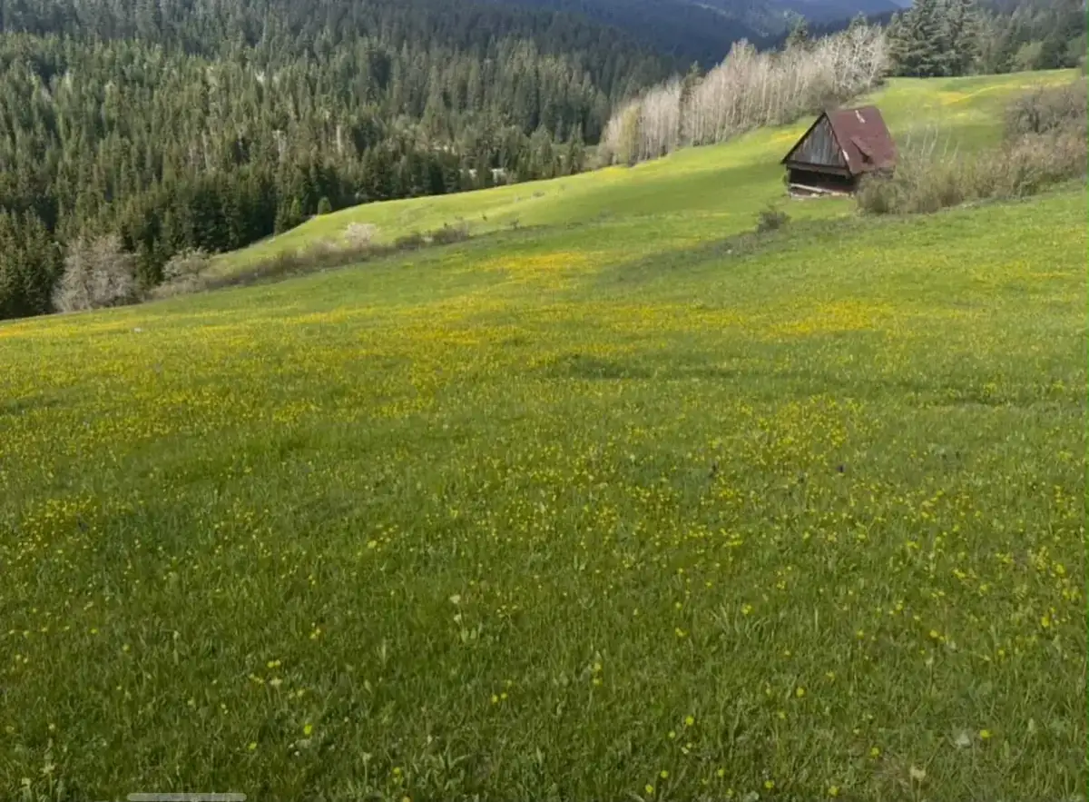 Green mountain meadow with a small hut