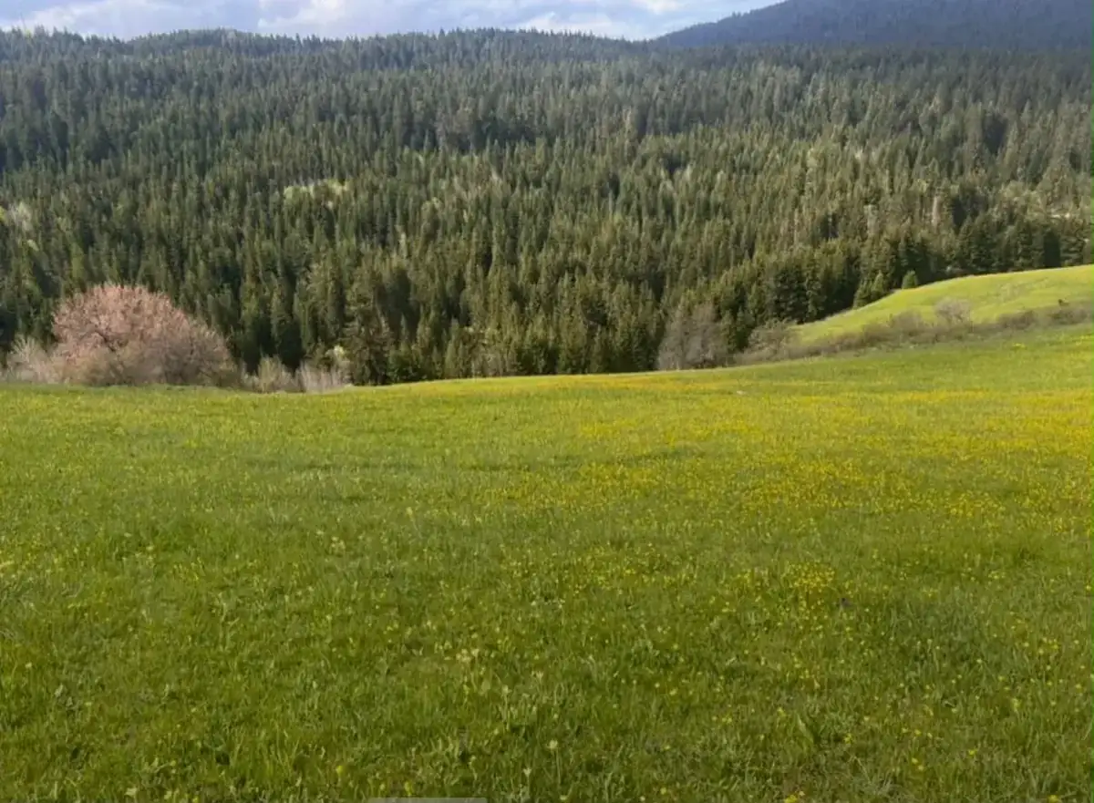 Forested hills above the valley