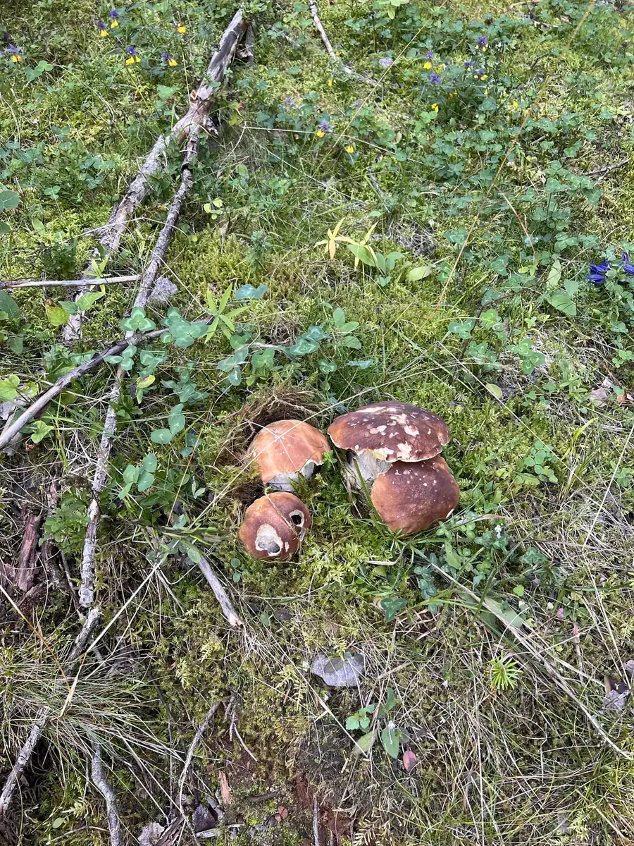 Porcini mushrooms in the moss