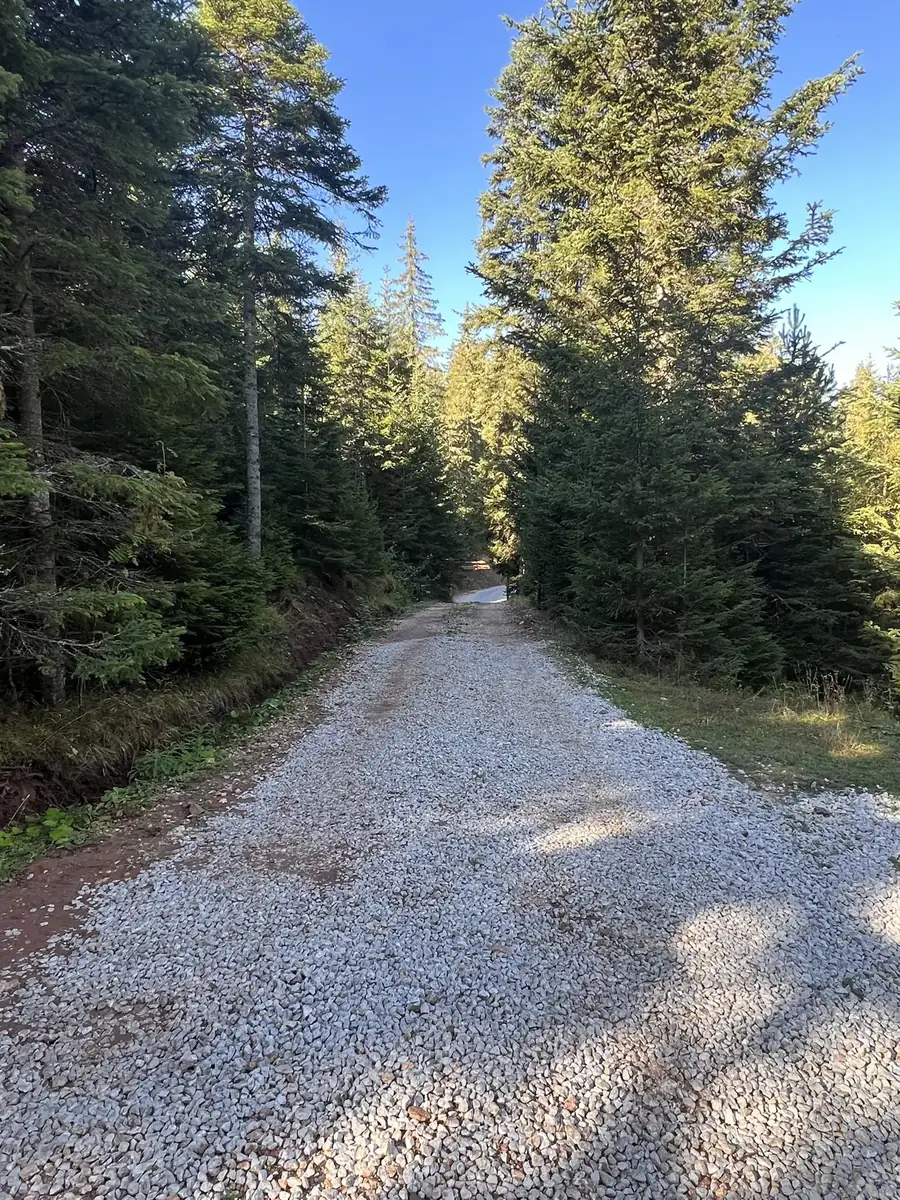 Gravel road through tall spruce trees under a blue sky
