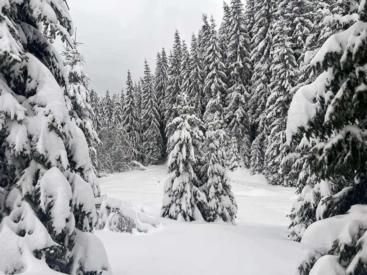 Snow-covered spruce forest
