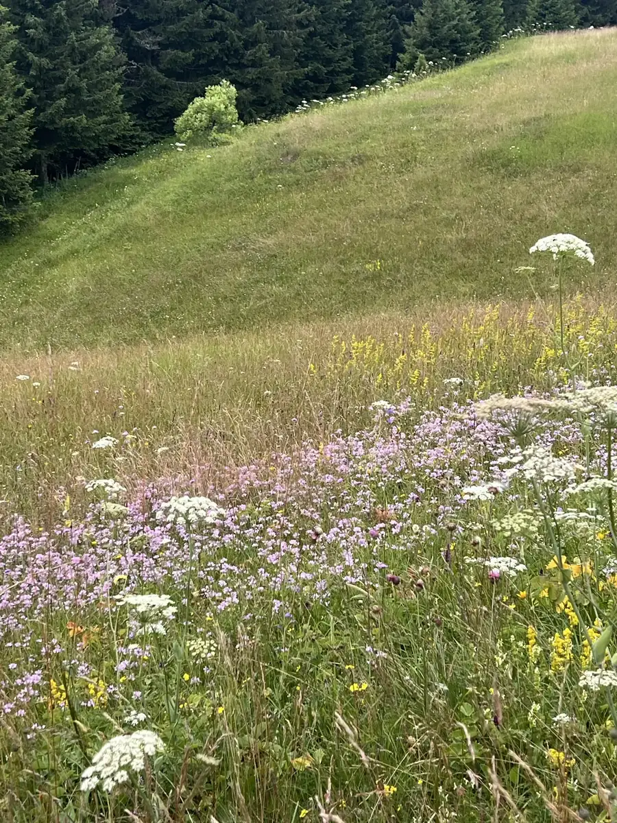 Wildflower meadow on a hillside